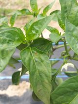 팜모닝 고추·병해충상담 게시글 이미지