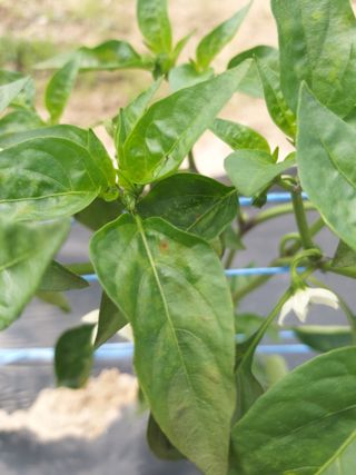 pwhan1님의 고추 · 병해충상담 작성글 사진