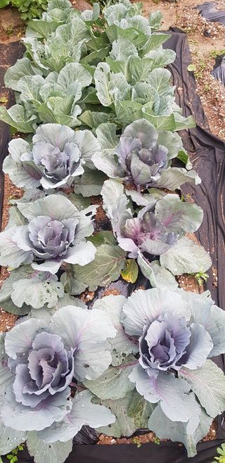 윤희태님의 양배추 · 자유게시판 작성글 사진