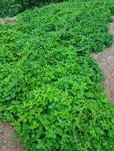 팜모닝 금쪽같은 내 작물 자랑하기·참여 게시글 이미지