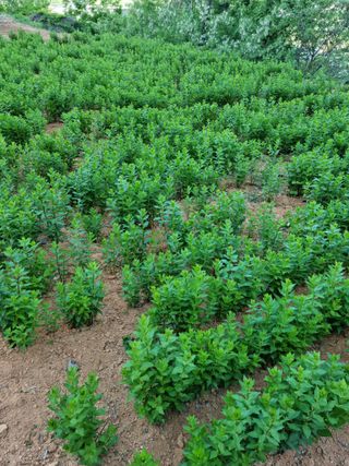 강신근님의 금쪽같은 내 작물 자랑하기 · 참여 작성글 사진
