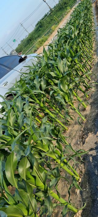 강신근님의 금쪽같은 내 작물 자랑하기 · 참여 작성글 사진