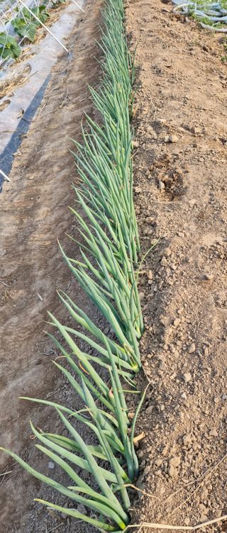 강신근님의 금쪽같은 내 작물 자랑하기 · 참여 작성글 사진