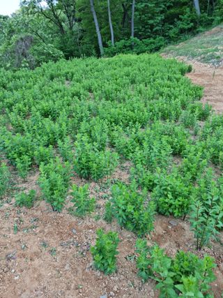 강신근님의 금쪽같은 내 작물 자랑하기 · 참여 작성글 사진