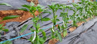 송미경님의 고추 · 일상 작성글 사진