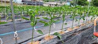 송미경님의 고추 · 일상 작성글 사진