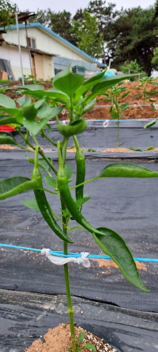 송미경님의 고추 · 일상 작성글 사진