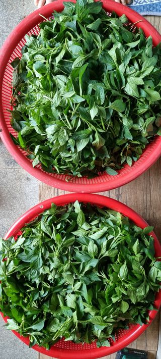 송미경님의 고추 · 일상 작성글 사진