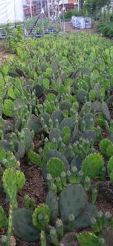 팜모닝 금쪽같은 내 작물 자랑하기·참여 게시글 이미지