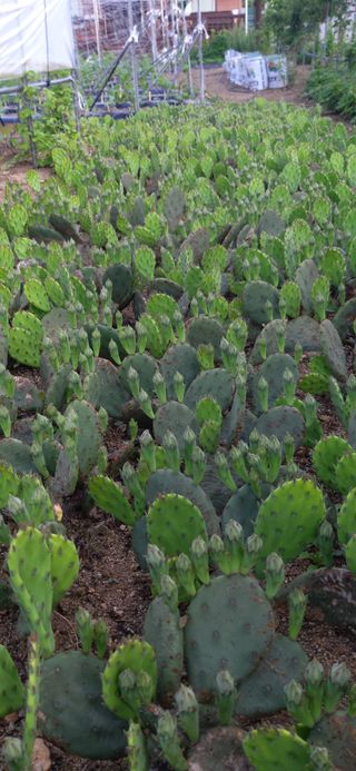 김해숙님의 금쪽같은 내 작물 자랑하기 · 참여 작성글 사진