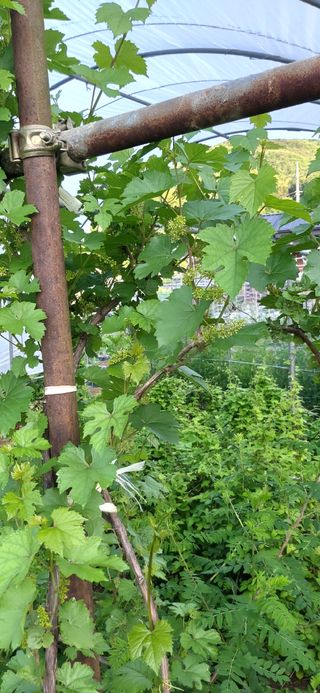 김해숙님의 금쪽같은 내 작물 자랑하기 · 참여 작성글 사진