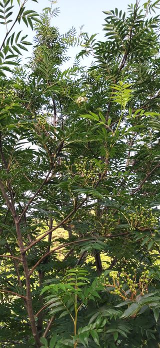 김해숙님의 금쪽같은 내 작물 자랑하기 · 참여 작성글 사진