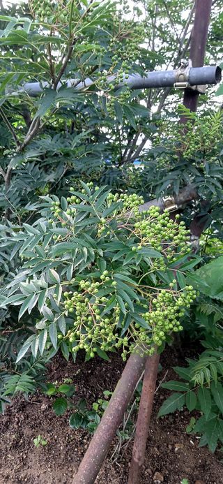 김해숙님의 금쪽같은 내 작물 자랑하기 · 참여 작성글 사진