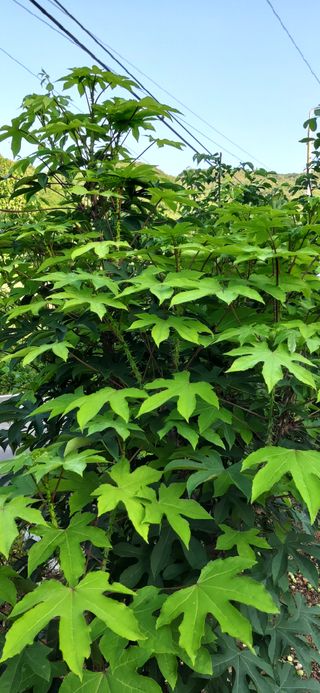 김해숙님의 금쪽같은 내 작물 자랑하기 · 참여 작성글 사진