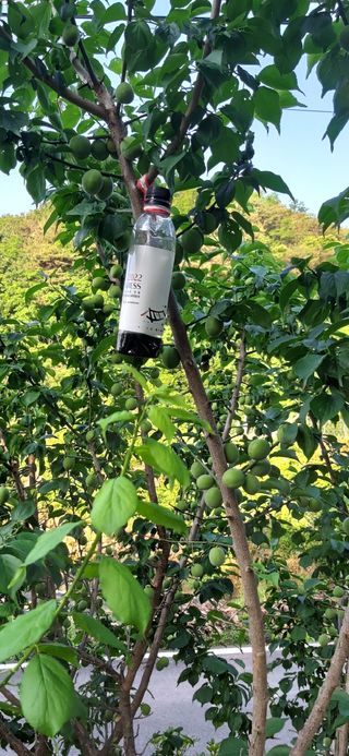 김해숙님의 금쪽같은 내 작물 자랑하기 · 참여 작성글 사진