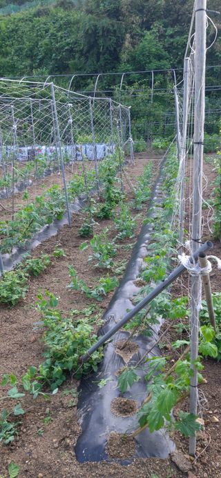 김해숙님의 금쪽같은 내 작물 자랑하기 · 참여 작성글 사진