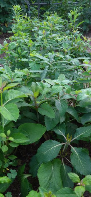 김해숙님의 금쪽같은 내 작물 자랑하기 · 참여 작성글 사진