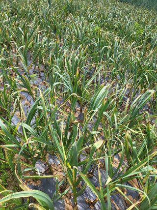 허니허니님의 마늘 · 병해충상담 작성글 사진