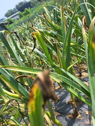 허니허니님의 마늘 · 병해충상담 작성글 사진