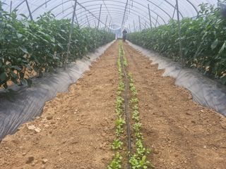 알 수 없음님의 고추 · 일상 작성글 사진