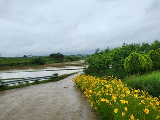 마음길베리님의 블루베리 · 자유게시판 작성글 사진