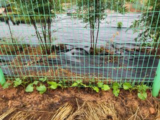 마음길베리님의 블루베리 · 자유게시판 작성글 사진