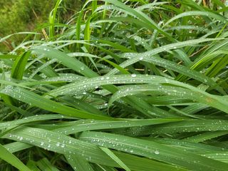 마음길베리님의 블루베리 · 자유게시판 작성글 사진