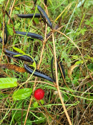 마음길베리님의 블루베리 · 자유게시판 작성글 사진