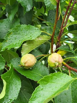 마음길베리님의 블루베리 · 자유게시판 작성글 사진