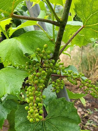 마음길베리님의 블루베리 · 자유게시판 작성글 사진