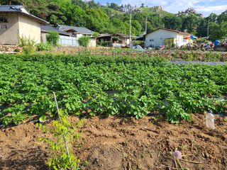 전홍열님의 감자 · 자유게시판 작성글 사진