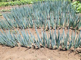 권봉식님의 금쪽같은 내 작물 자랑하기 · 참여 작성글 사진