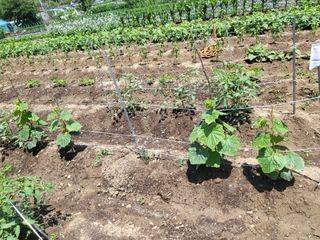 권봉식님의 금쪽같은 내 작물 자랑하기 · 참여 작성글 사진