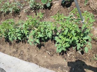 권봉식님의 금쪽같은 내 작물 자랑하기 · 참여 작성글 사진