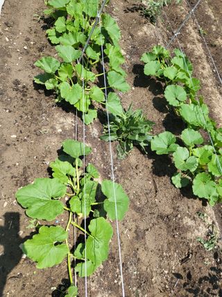 권봉식님의 금쪽같은 내 작물 자랑하기 · 참여 작성글 사진