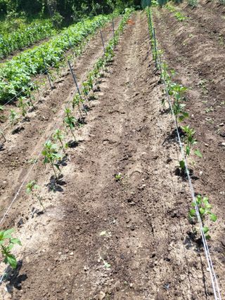 권봉식님의 금쪽같은 내 작물 자랑하기 · 참여 작성글 사진