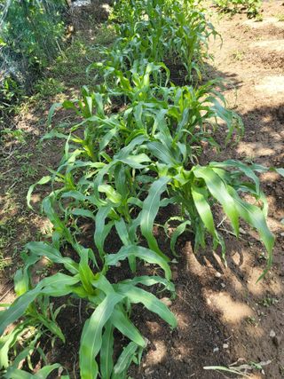 권봉식님의 금쪽같은 내 작물 자랑하기 · 참여 작성글 사진