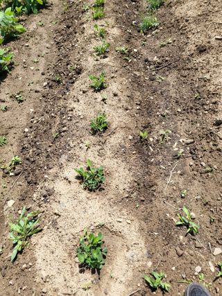 권봉식님의 금쪽같은 내 작물 자랑하기 · 참여 작성글 사진