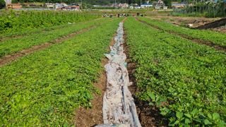조병대님의 금쪽같은 내 작물 자랑하기 · 참여 작성글 사진