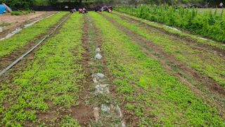 조병대님의 금쪽같은 내 작물 자랑하기 · 참여 작성글 사진
