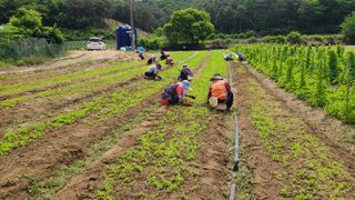 조병대님의 금쪽같은 내 작물 자랑하기 · 참여 작성글 사진