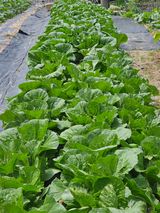 팜모닝 금쪽같은 내 작물 자랑하기·참여 게시글 이미지