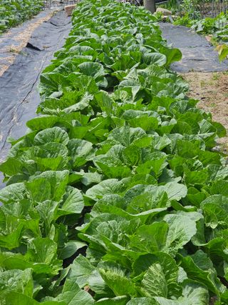 소양강님의 금쪽같은 내 작물 자랑하기 · 참여 작성글 사진