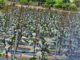 소양강님의 금쪽같은 내 작물 자랑하기 · 참여 작성글 사진