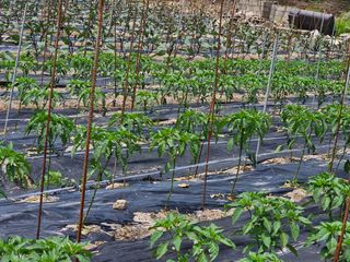 소양강님의 금쪽같은 내 작물 자랑하기 · 참여 작성글 사진