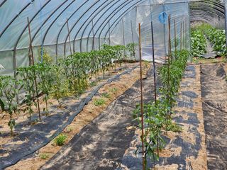 소양강님의 금쪽같은 내 작물 자랑하기 · 참여 작성글 사진