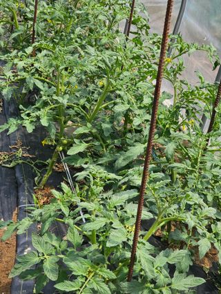 소양강님의 금쪽같은 내 작물 자랑하기 · 참여 작성글 사진