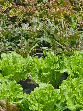소양강님의 금쪽같은 내 작물 자랑하기 · 참여 작성글 사진