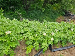 소양강님의 금쪽같은 내 작물 자랑하기 · 참여 작성글 사진