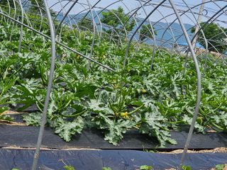 소양강님의 금쪽같은 내 작물 자랑하기 · 참여 작성글 사진